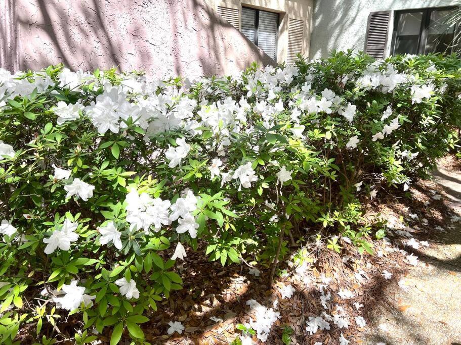 New Pics! Harbour Town 3Br/3Ba - Pool Access - Book Now Βίλα Hilton Head Island Εξωτερικό φωτογραφία